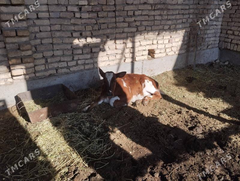 Saglyk sygyr - Чарджоу - img 2