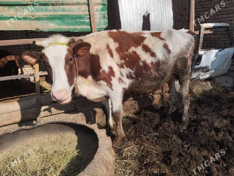 Saglyk sygyr - Чарджоу - img 4