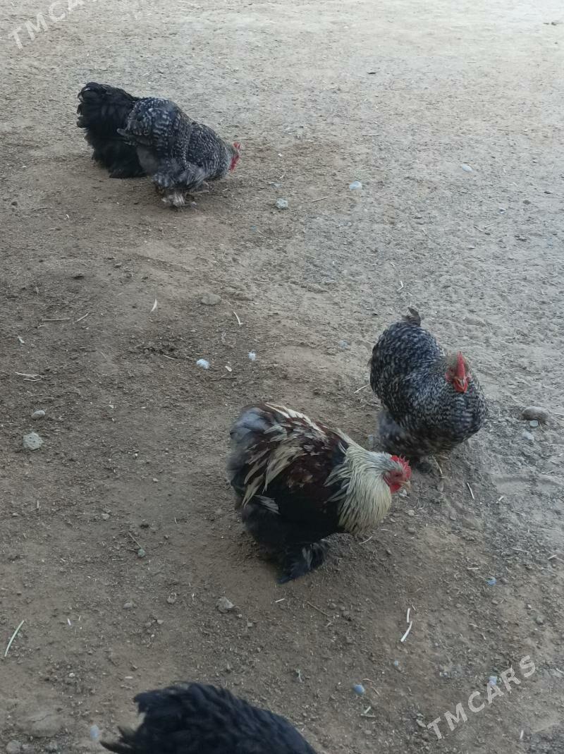 karlık horazlar - Анев - img 7