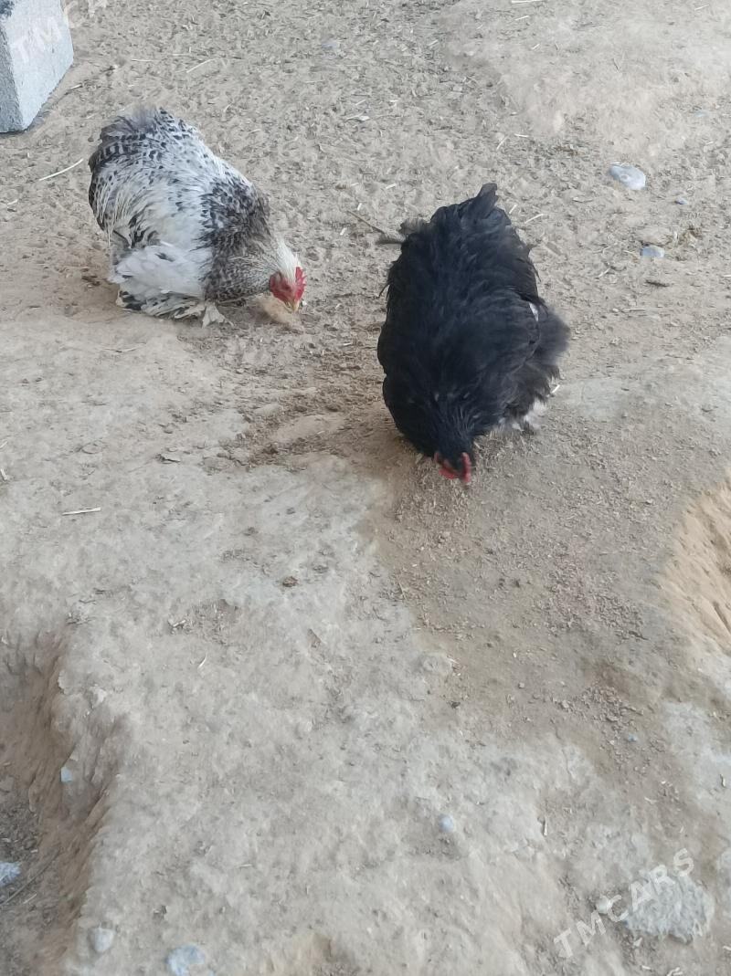 karlık horazlar - Анев - img 6