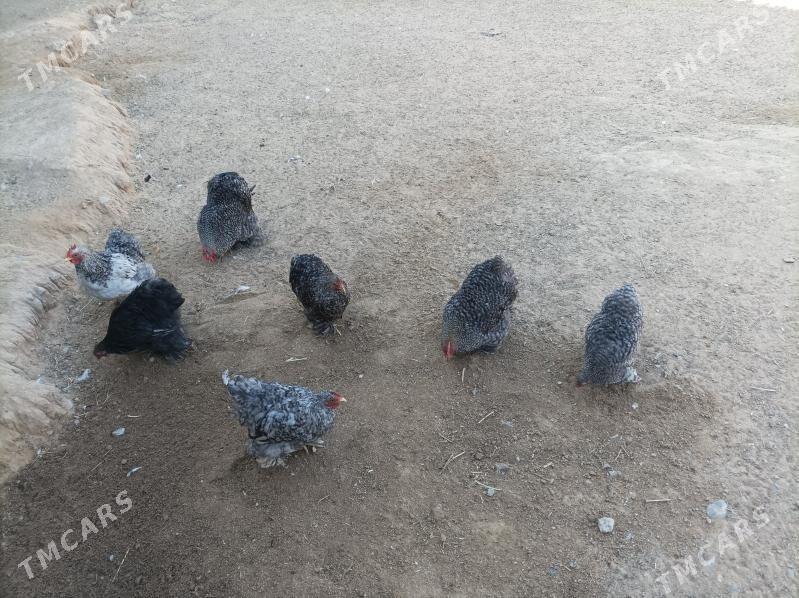 karlık horazlar - Анев - img 5