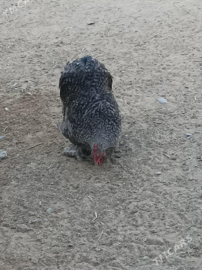 karlık horazlar - Анев - img 8