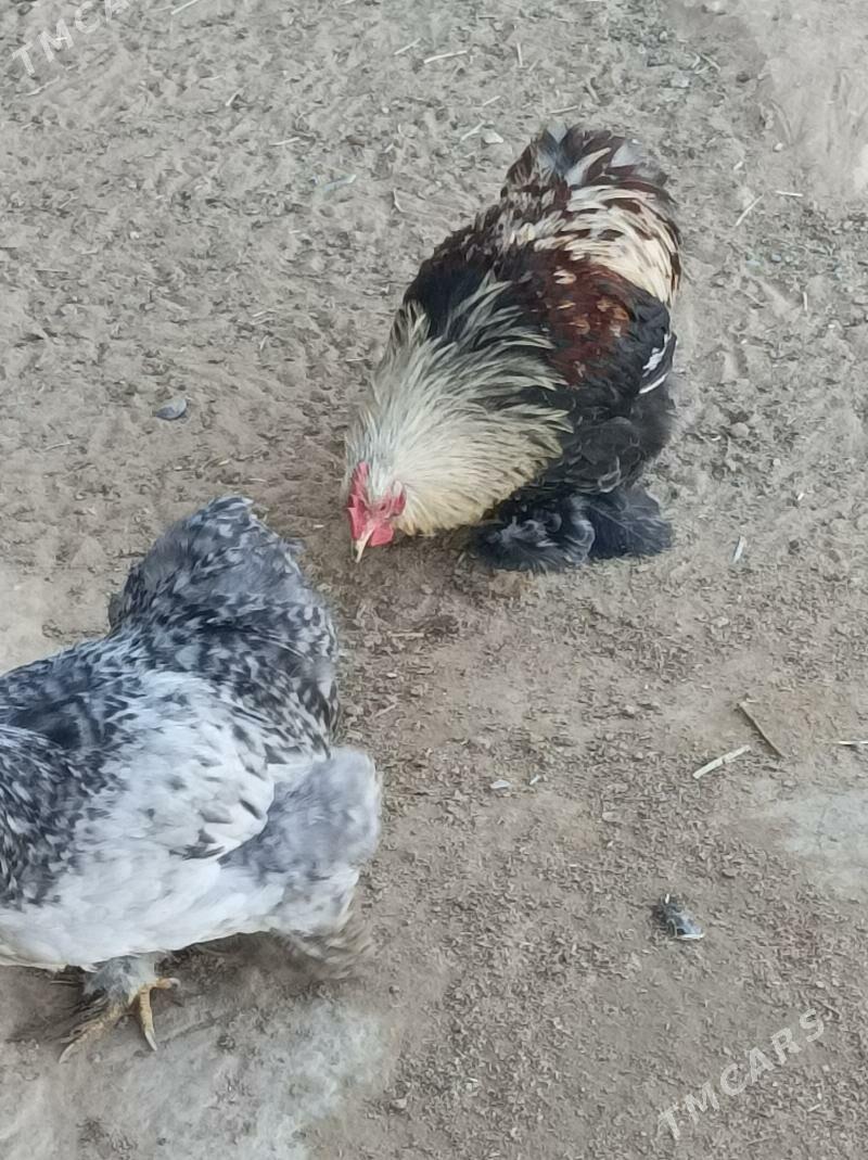 karlık horazlar - Анев - img 2