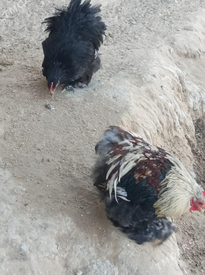 karlık horazlar - Анев - img 3