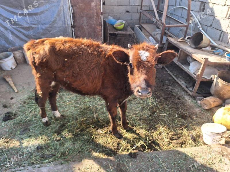 Túwe - Теджен - img 3