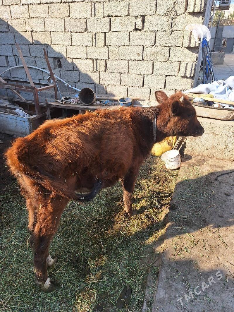 Túwe - Теджен - img 2