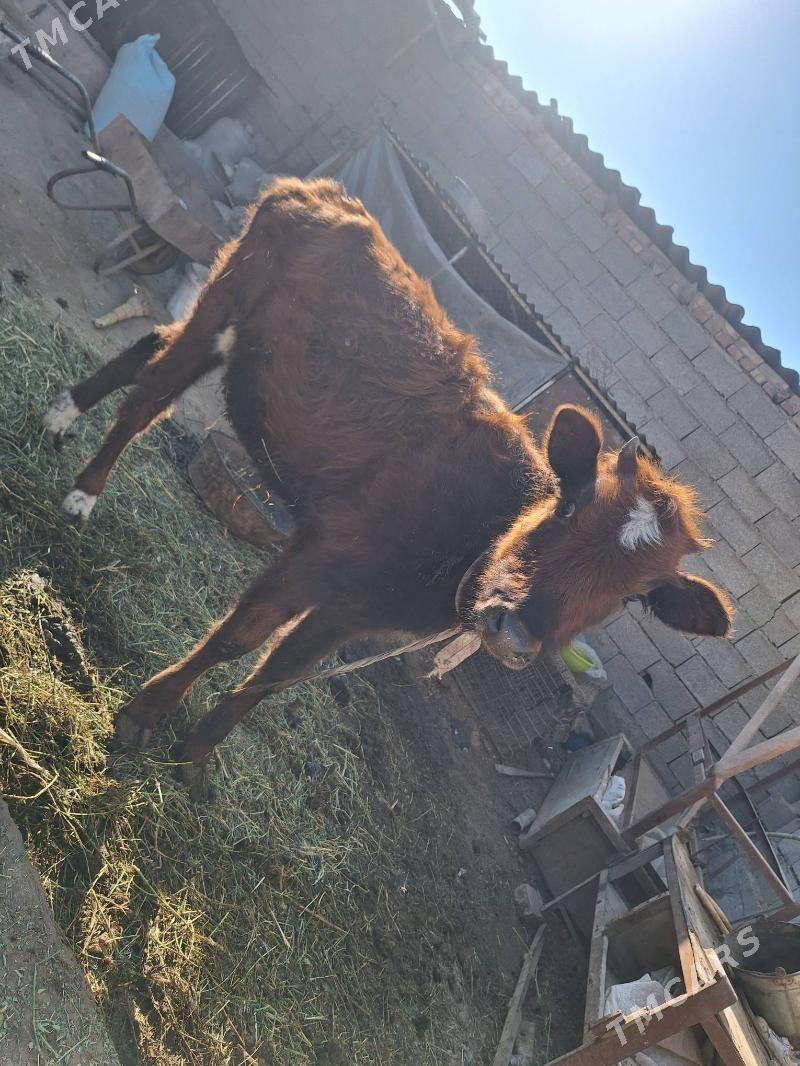 Túwe - Теджен - img 4