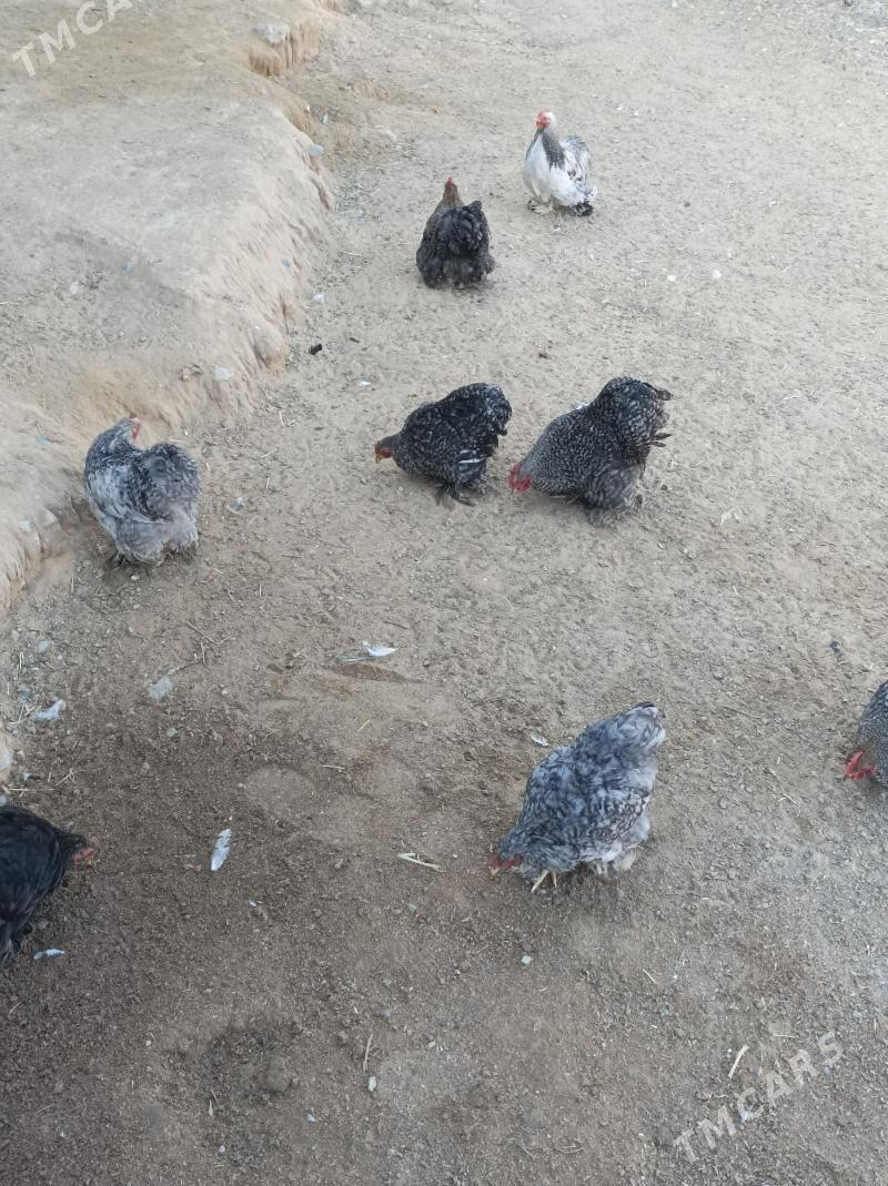 karlık horazlar - Анев - img 4