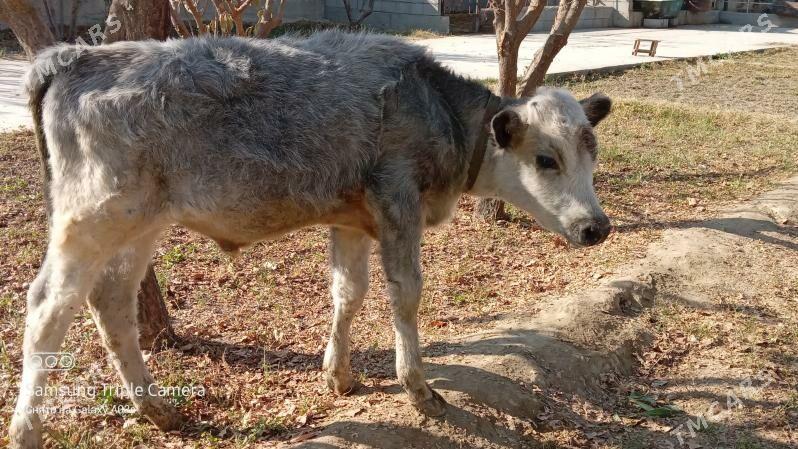 öküz - Гёкдепе - img 2