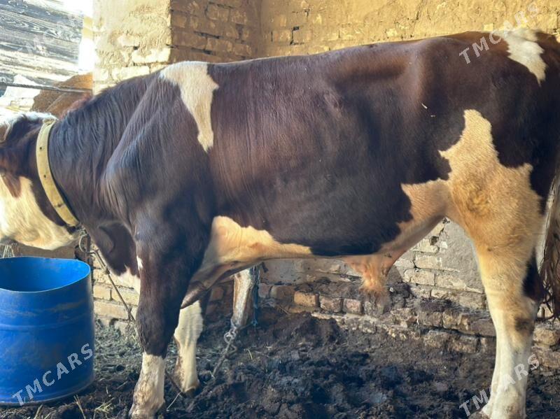 Simental - Murgap - img 2