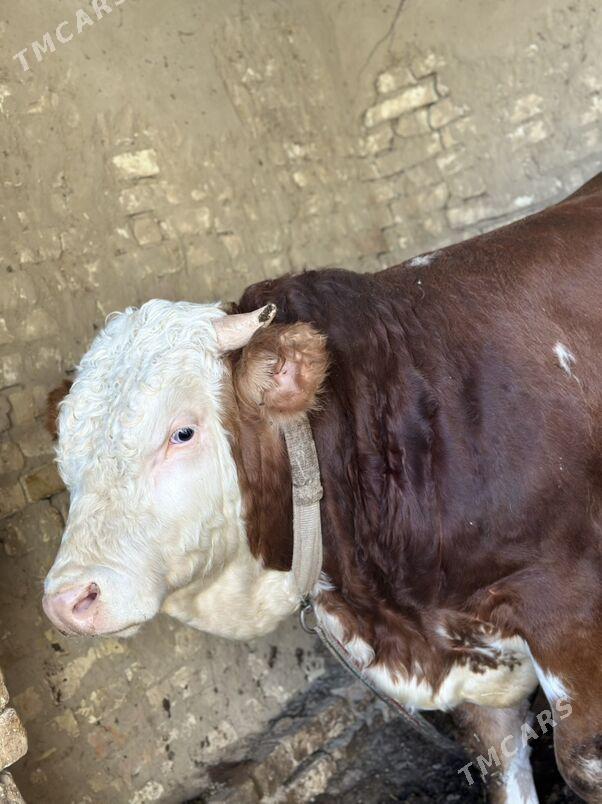 Simental - Murgap - img 3