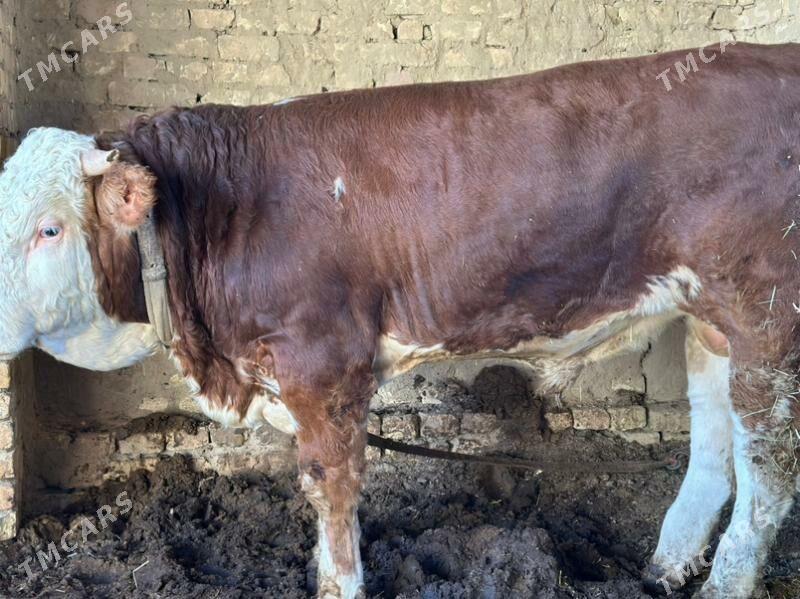 Simental - Murgap - img 1