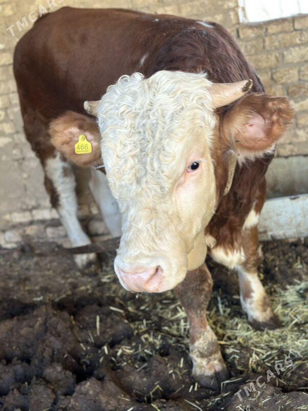 Simental - Murgap - img 4