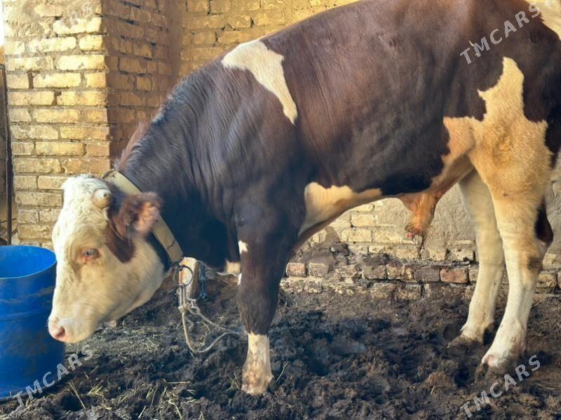 Simental - Murgap - img 5