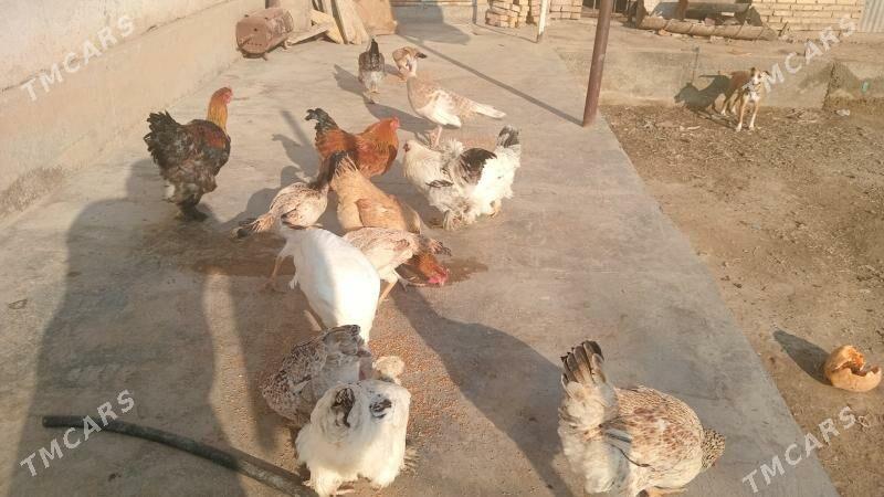 brama gigant towuk - Чарджоу - img 3