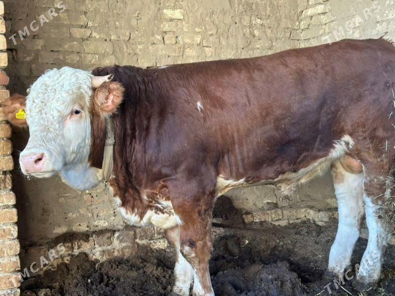 Simental - Murgap - img 6