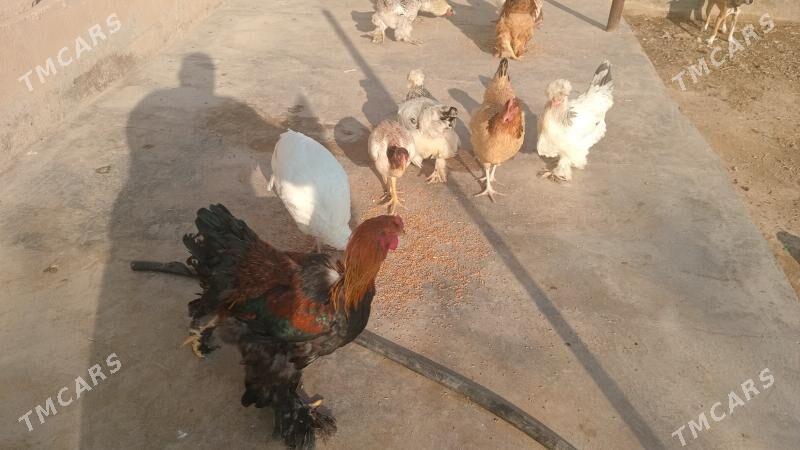 brama gigant towuk - Чарджоу - img 2