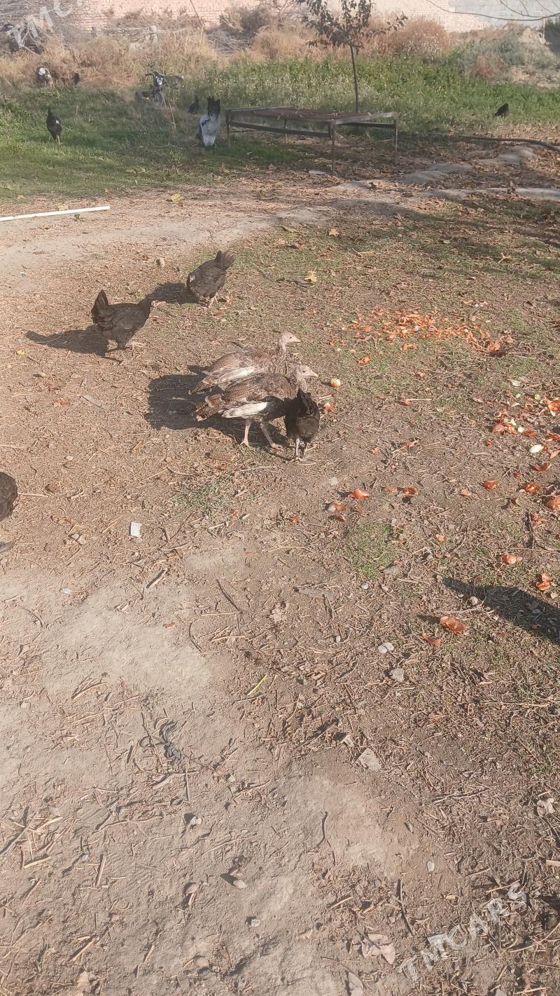 induk - Bäherden - img 2