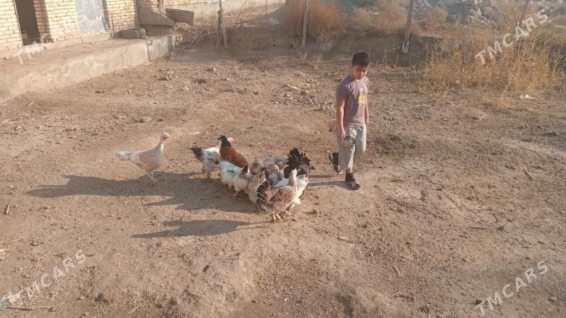 brama gigant towuk - Чарджоу - img 1