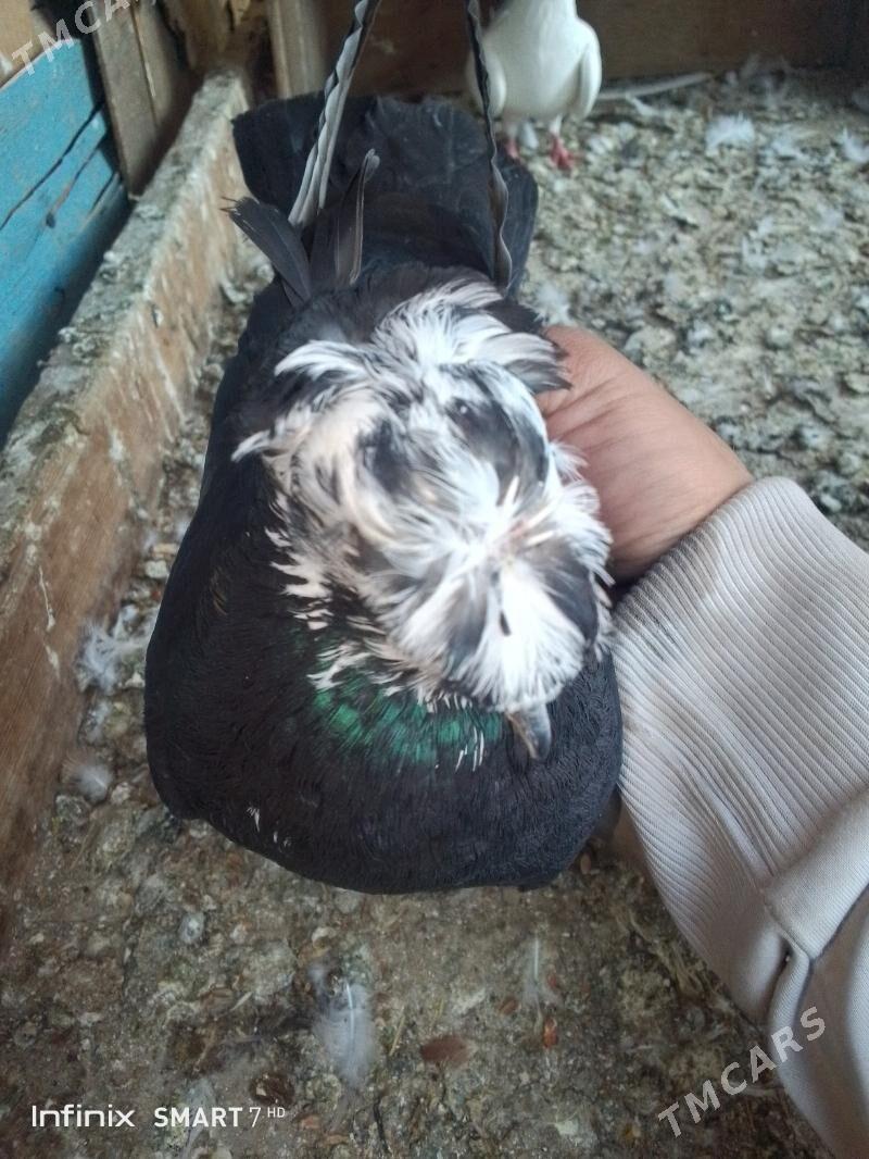 kepder - Çärjew - img 2