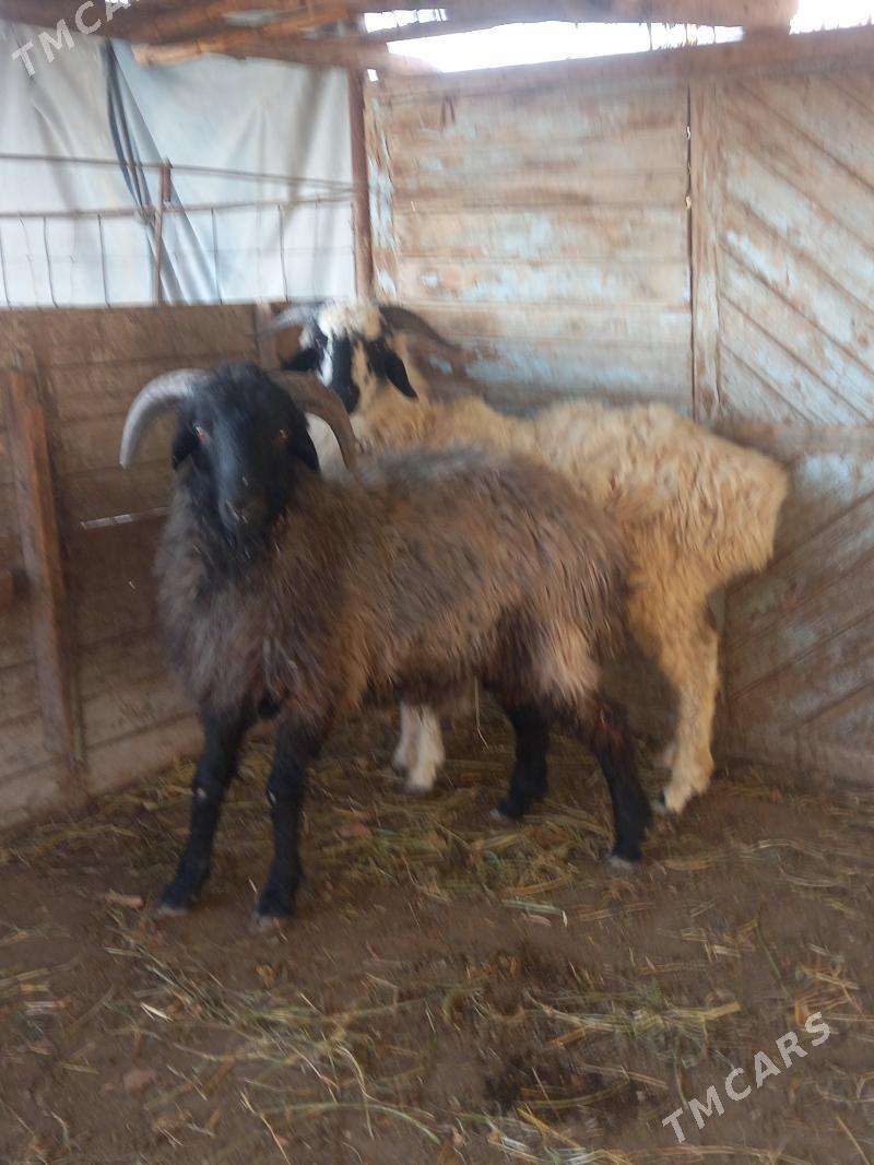 GOCKAR. - Çärjew - img 2