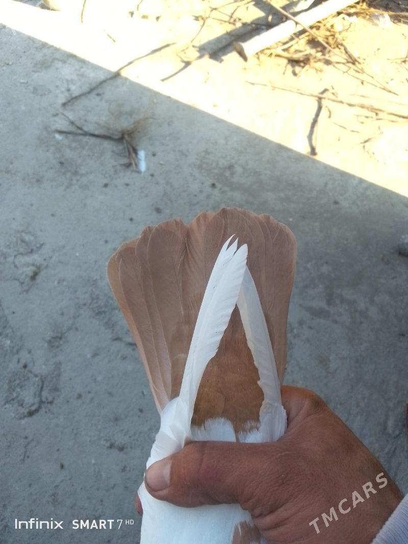 kepder - Çärjew - img 3