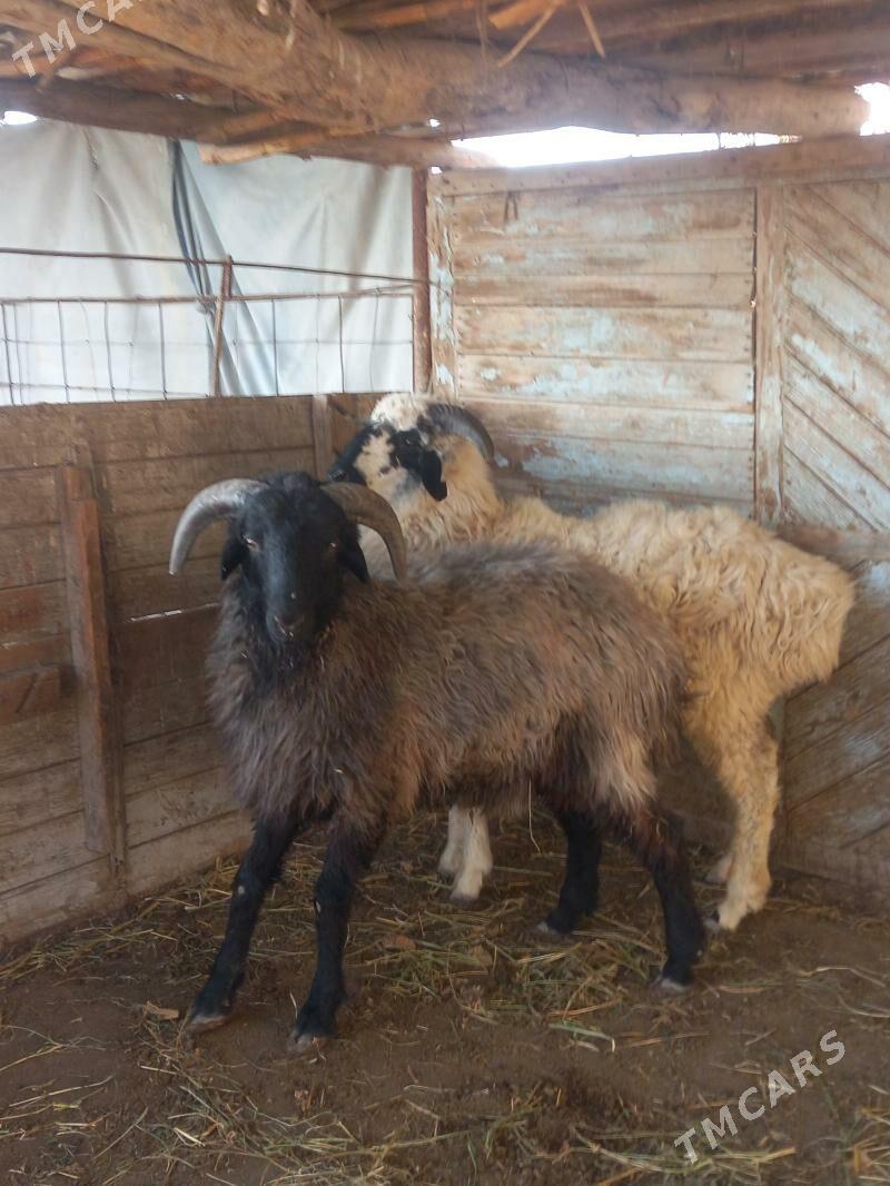 GOCKAR. - Çärjew - img 3