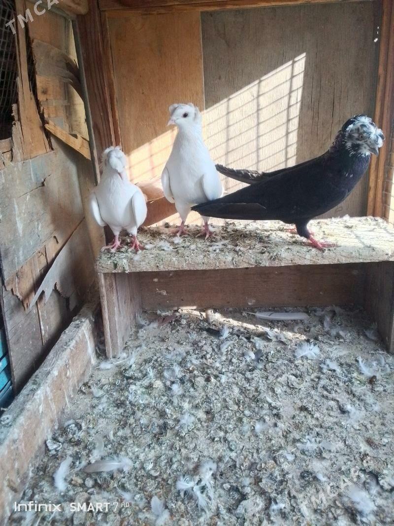 kepder - Çärjew - img 7