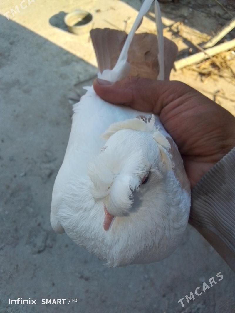 kepder - Çärjew - img 4