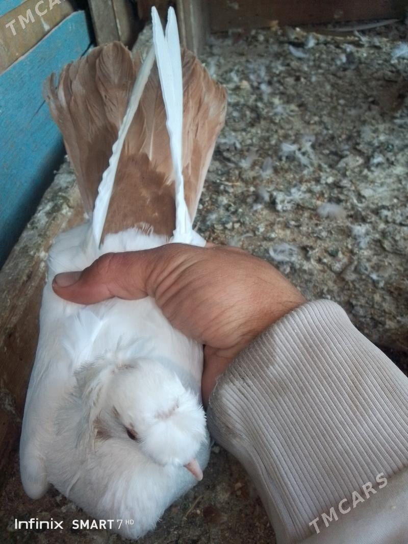 kepder - Çärjew - img 6