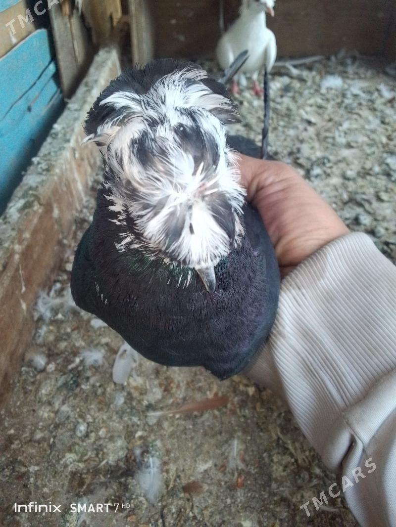 kepder - Çärjew - img 5