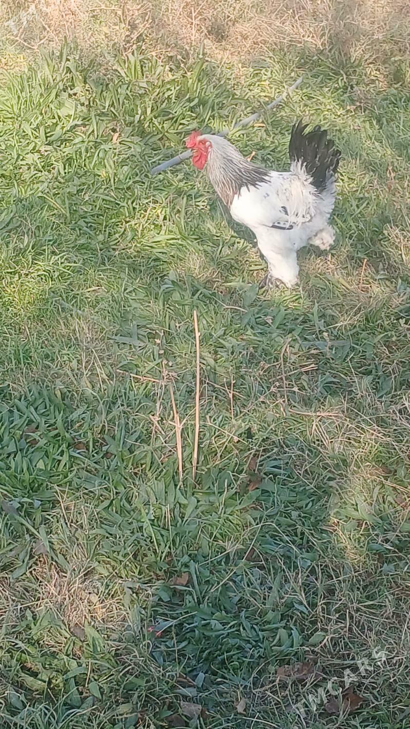 induk - Bäherden - img 6