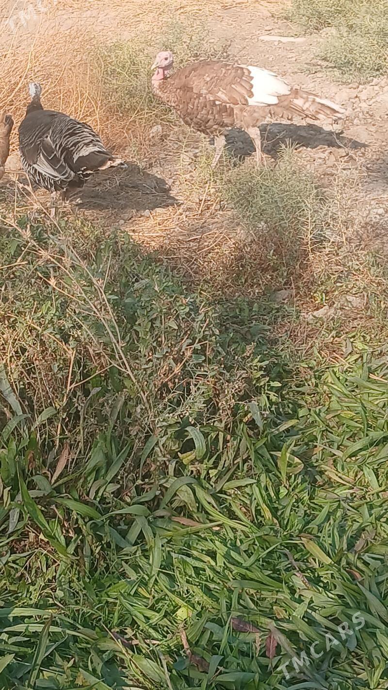 induk - Bäherden - img 8