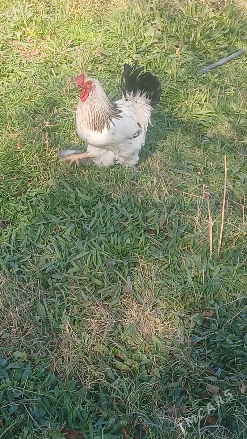 induk - Bäherden - img 5