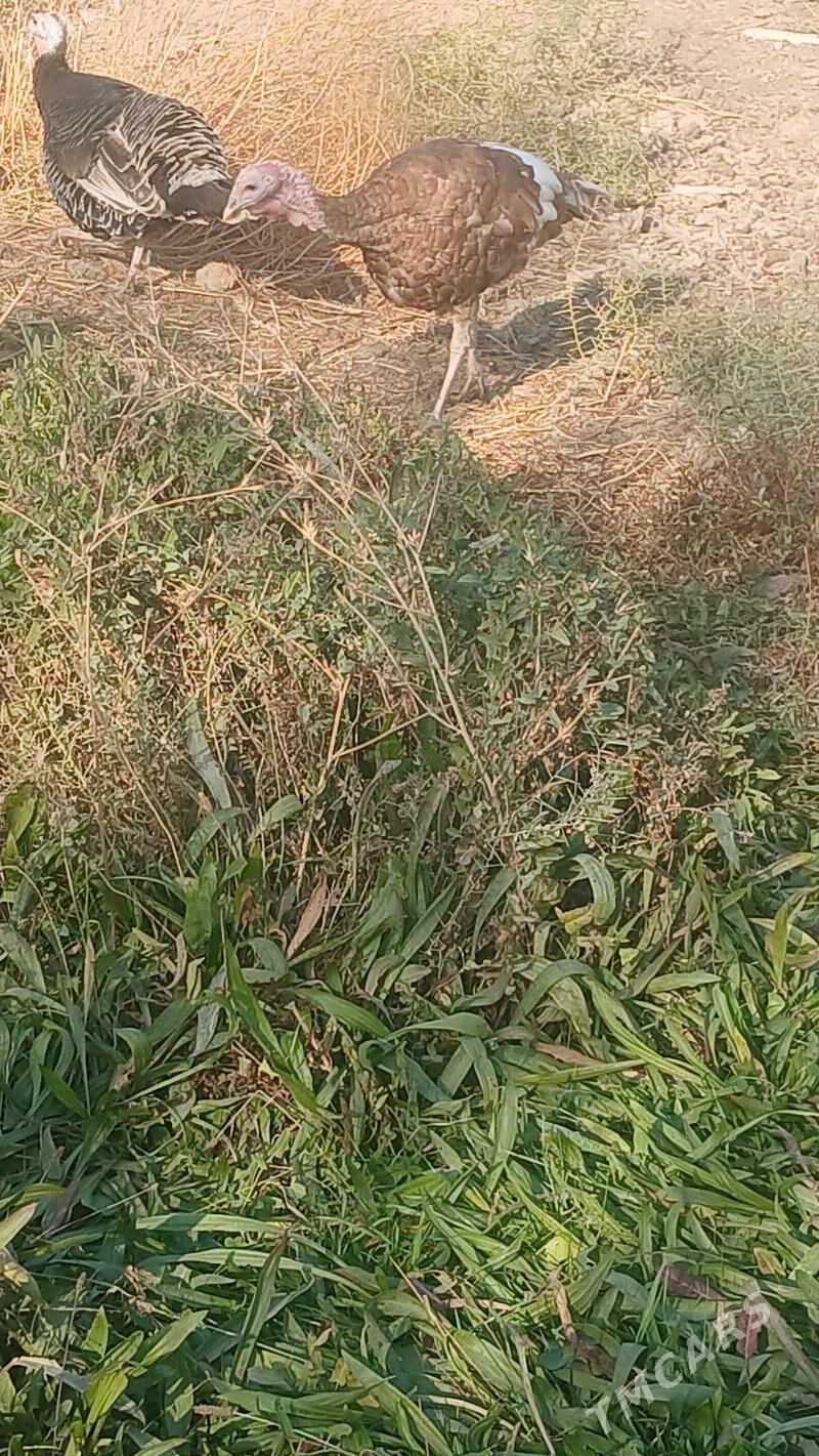 induk - Bäherden - img 7