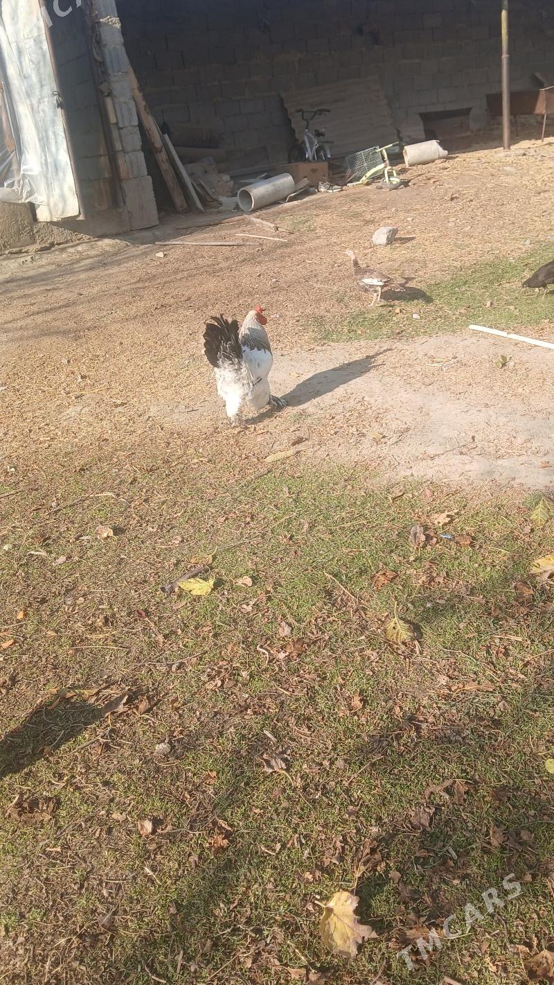 induk - Bäherden - img 9