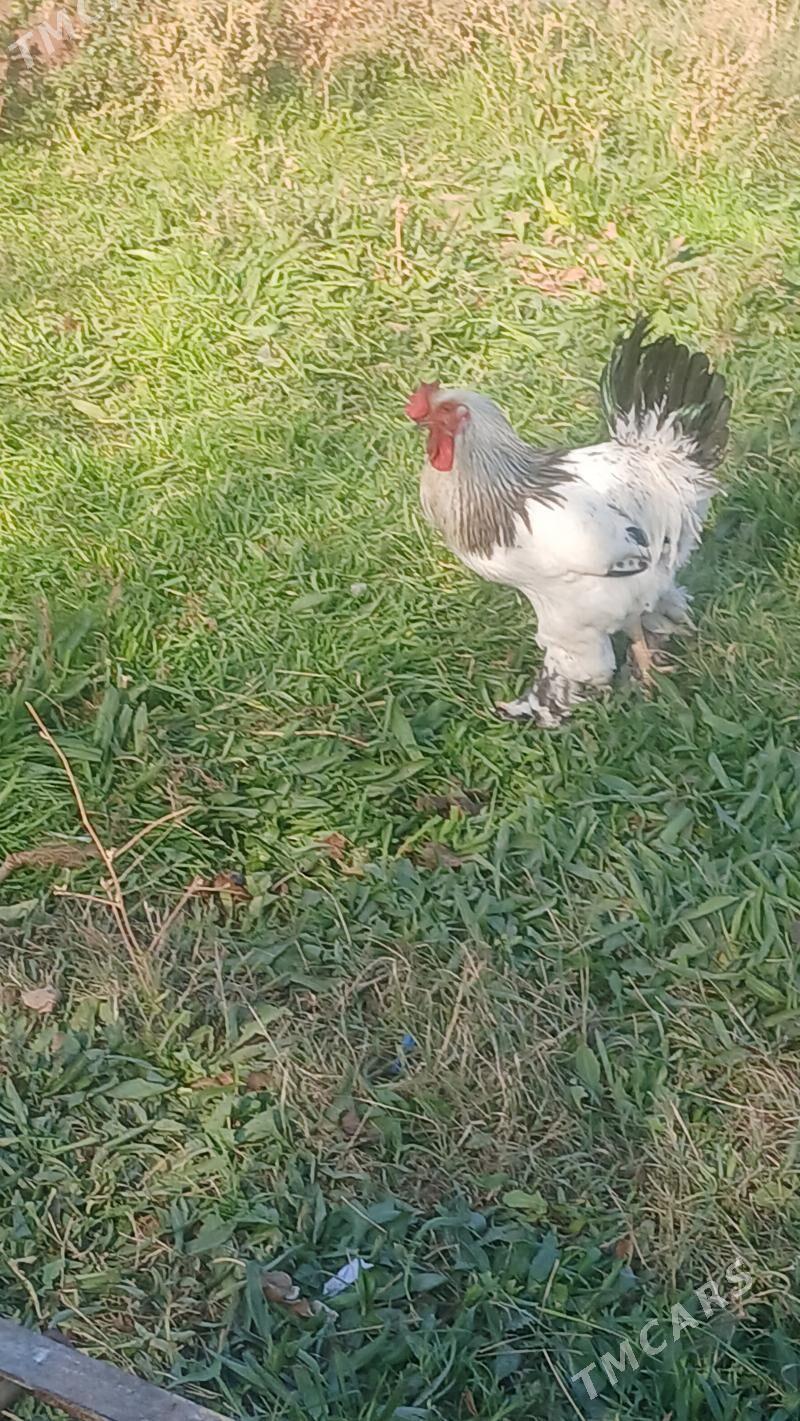 induk - Bäherden - img 4