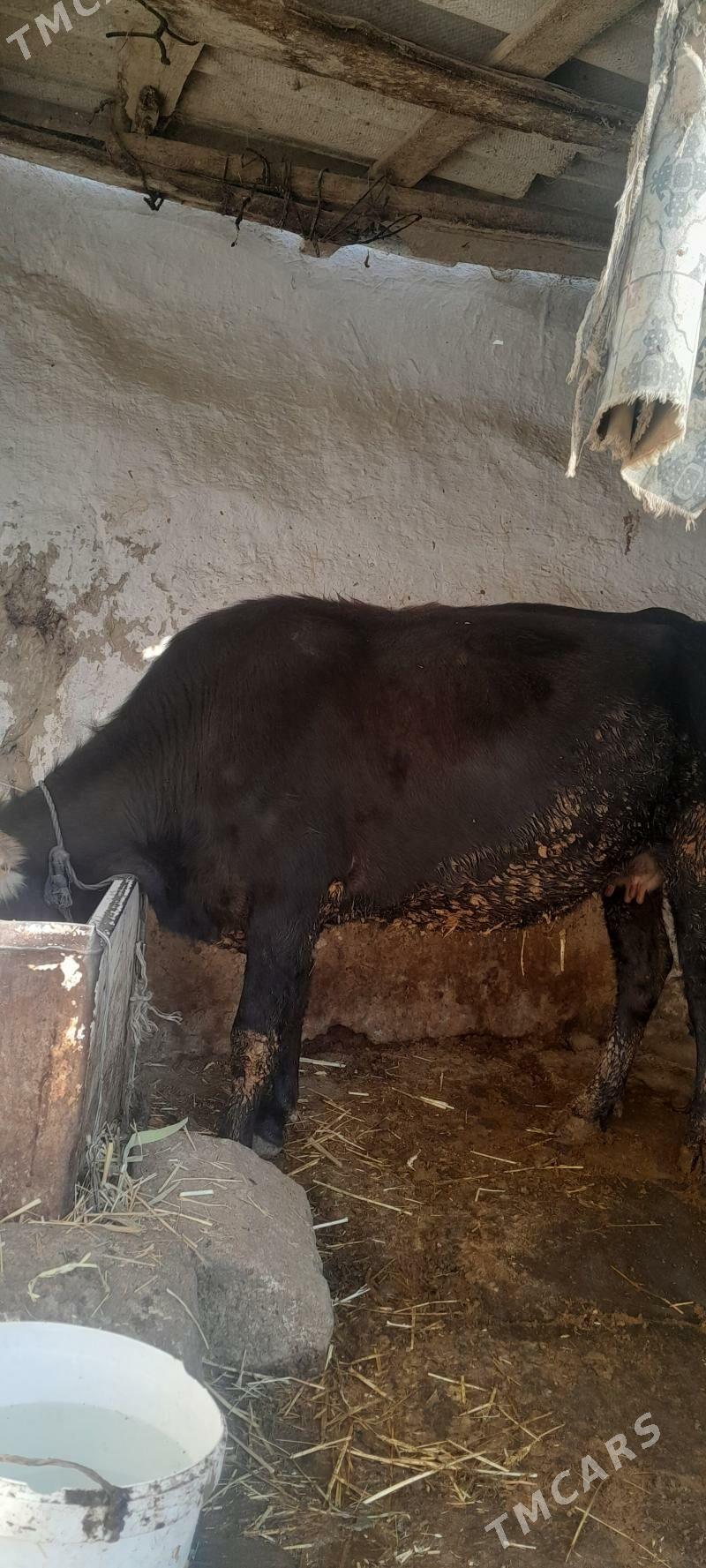 tuwe - Bäherden - img 1