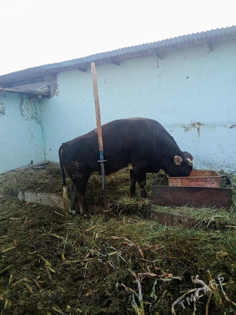 bakyly öküz - Гёкдепе - img 2