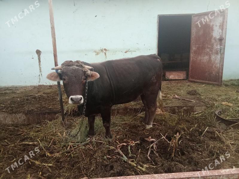 bakyly öküz - Гёкдепе - img 3