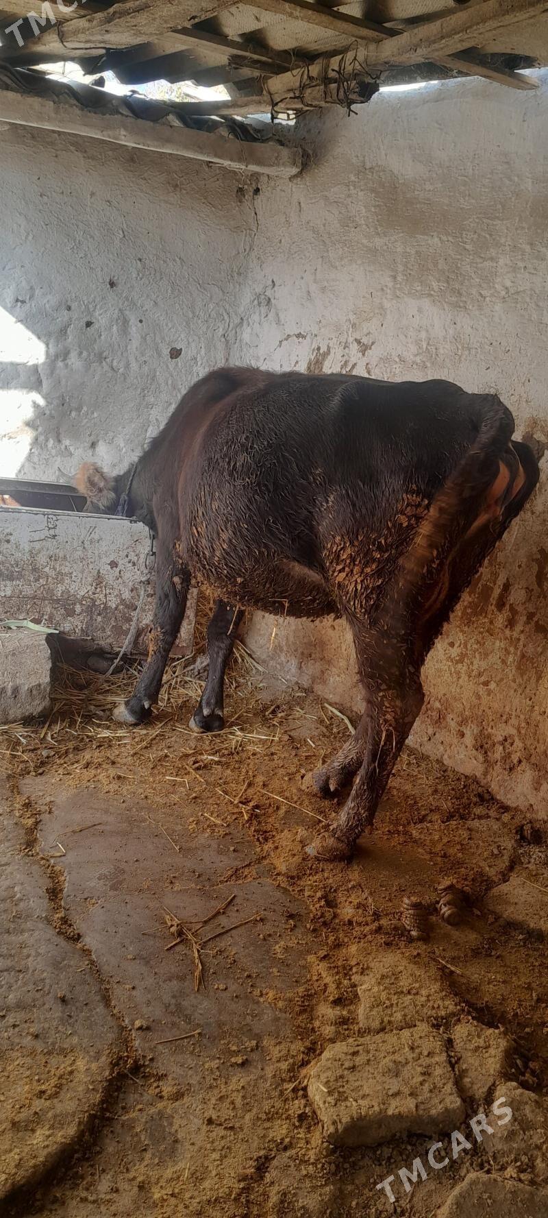 tuwe - Bäherden - img 2