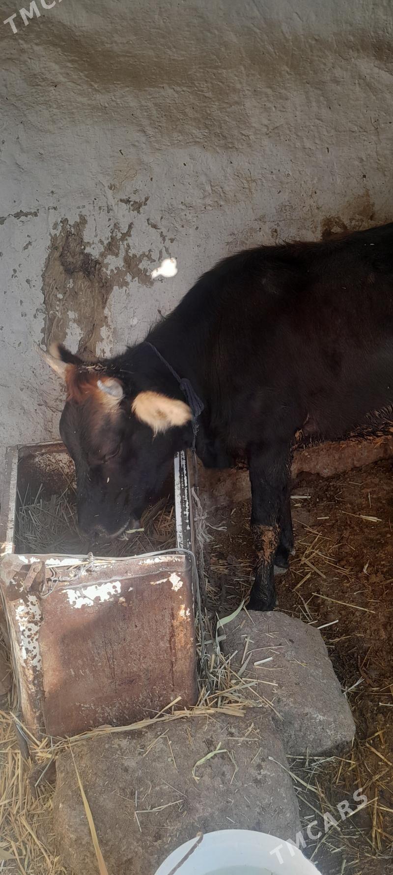 tuwe - Bäherden - img 3