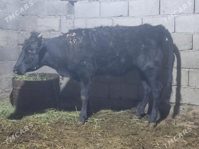 1 okuz 2 tuwe - Gökdepe - img 5