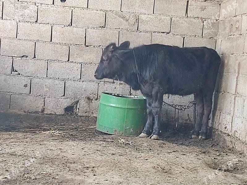 1 okuz 2 tuwe - Gökdepe - img 1