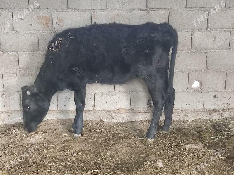 1 okuz 2 tuwe - Gökdepe - img 4