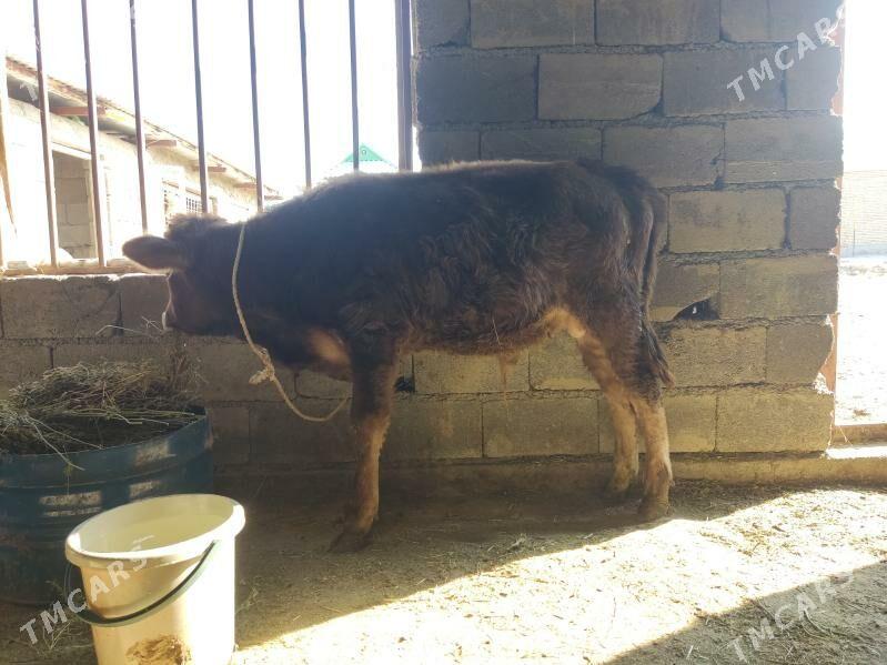 1 okuz 2 tuwe - Gökdepe - img 3