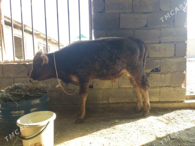 1 okuz 2 tuwe - Gökdepe - img 2