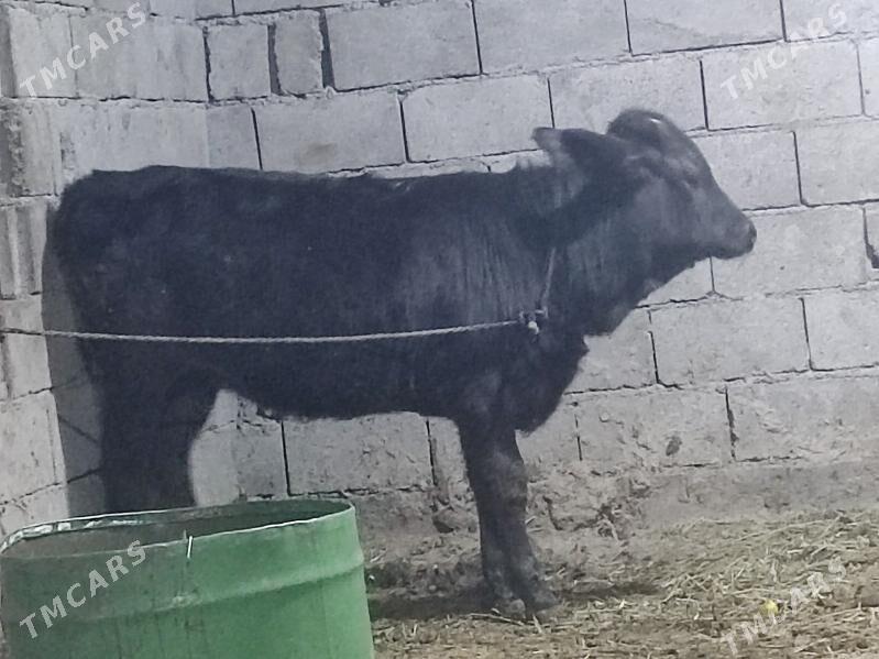 1 okuz 2 tuwe - Gökdepe - img 6