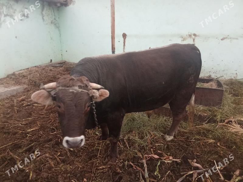 bakyly öküz - Гёкдепе - img 5