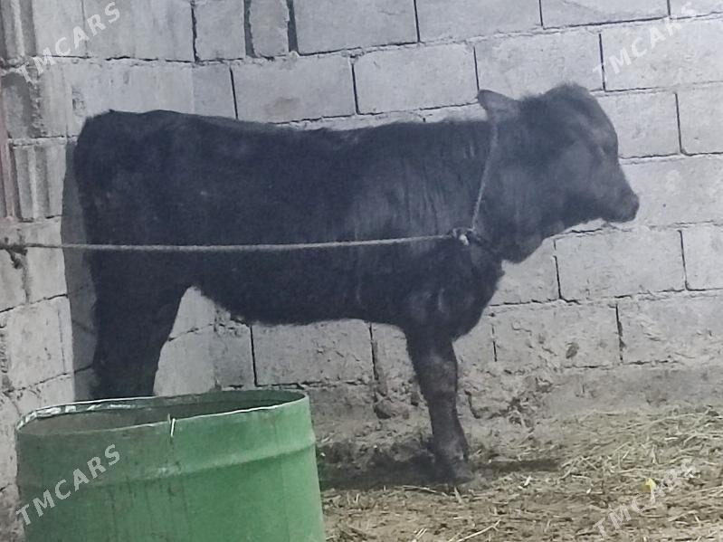 1 okuz 2 tuwe - Gökdepe - img 7